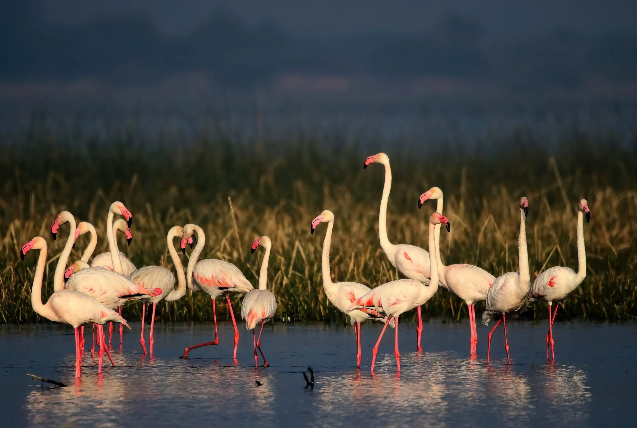 Greater Flamingo