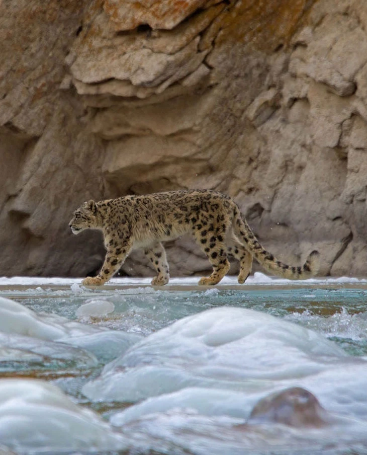 Snow-Leopard-King