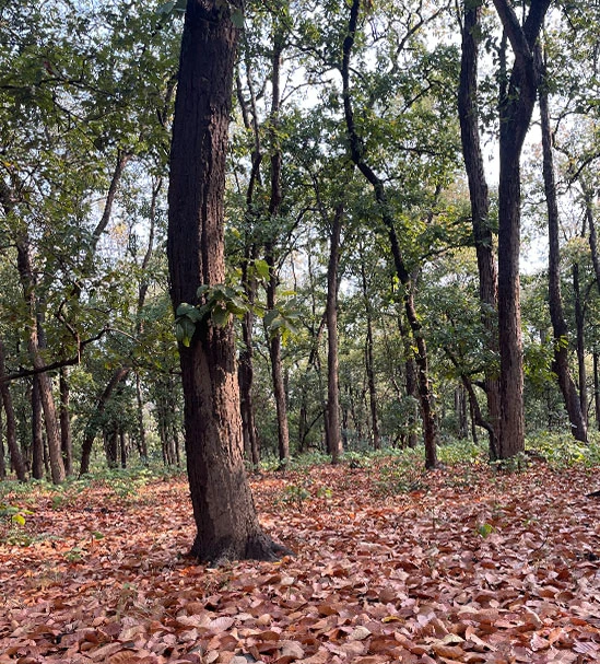 image_1750759342566